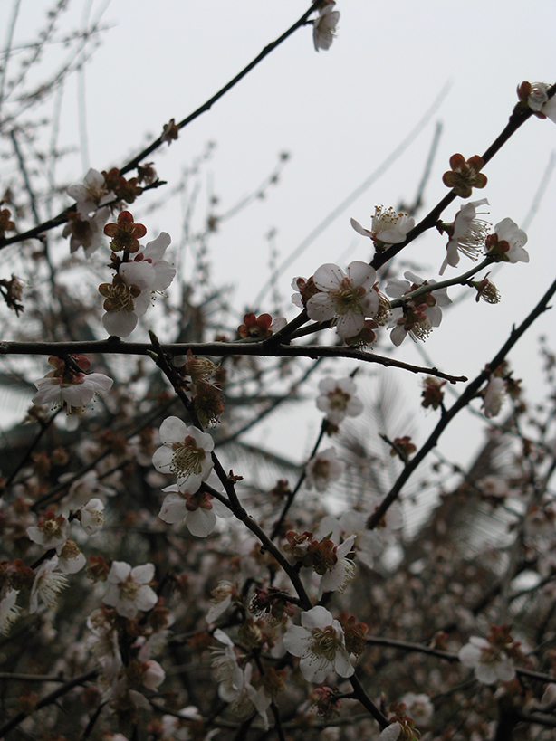 南京雨花台